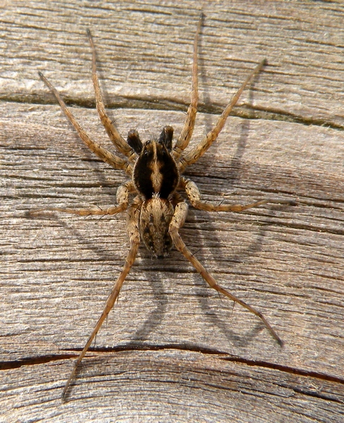 Pardosa sp. - Villorba (TV)